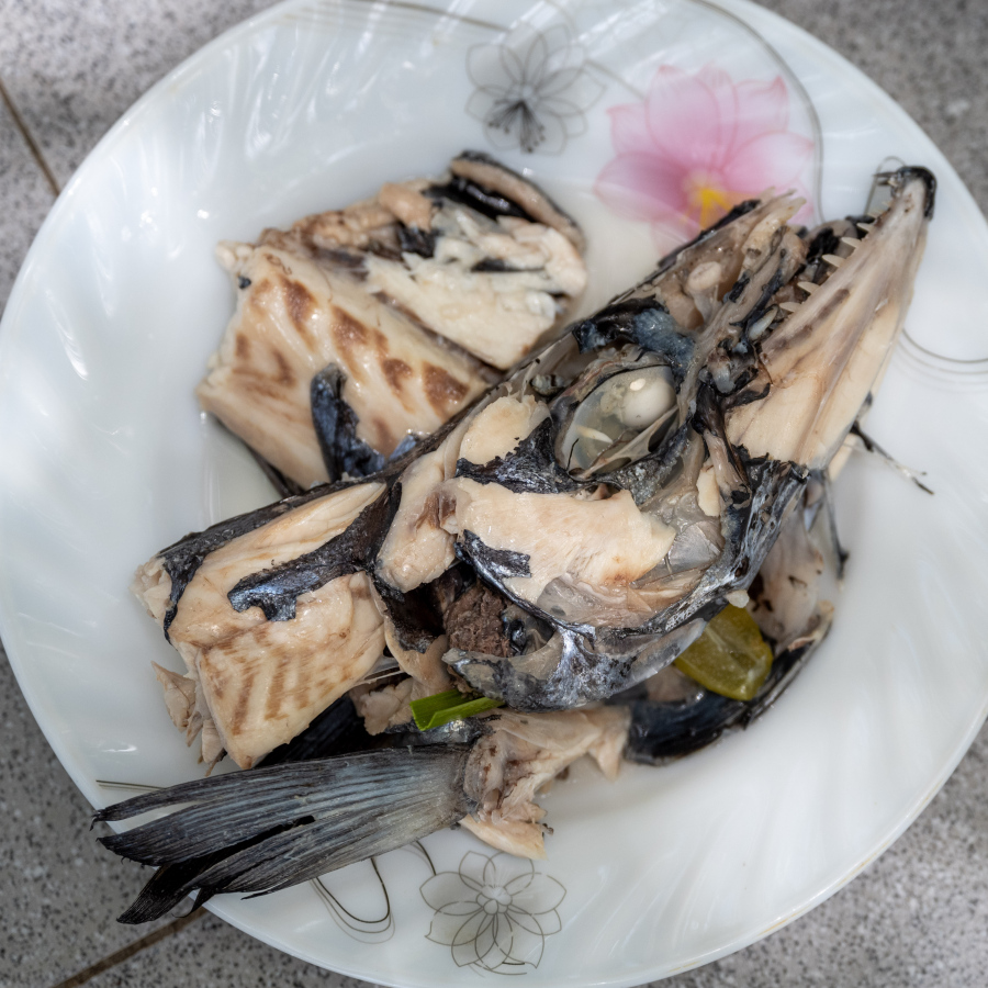 ގަރުދިޔަ ކެއްކުމަށް ފަހު ކައްޓެޅީގެ ބޯ ނަގައި ވަކިން ތައްޓެއްގައި ބާއްވައިފައި.-- ފޮޓޯ: ނިޝާން އަލީ | މިހާރު