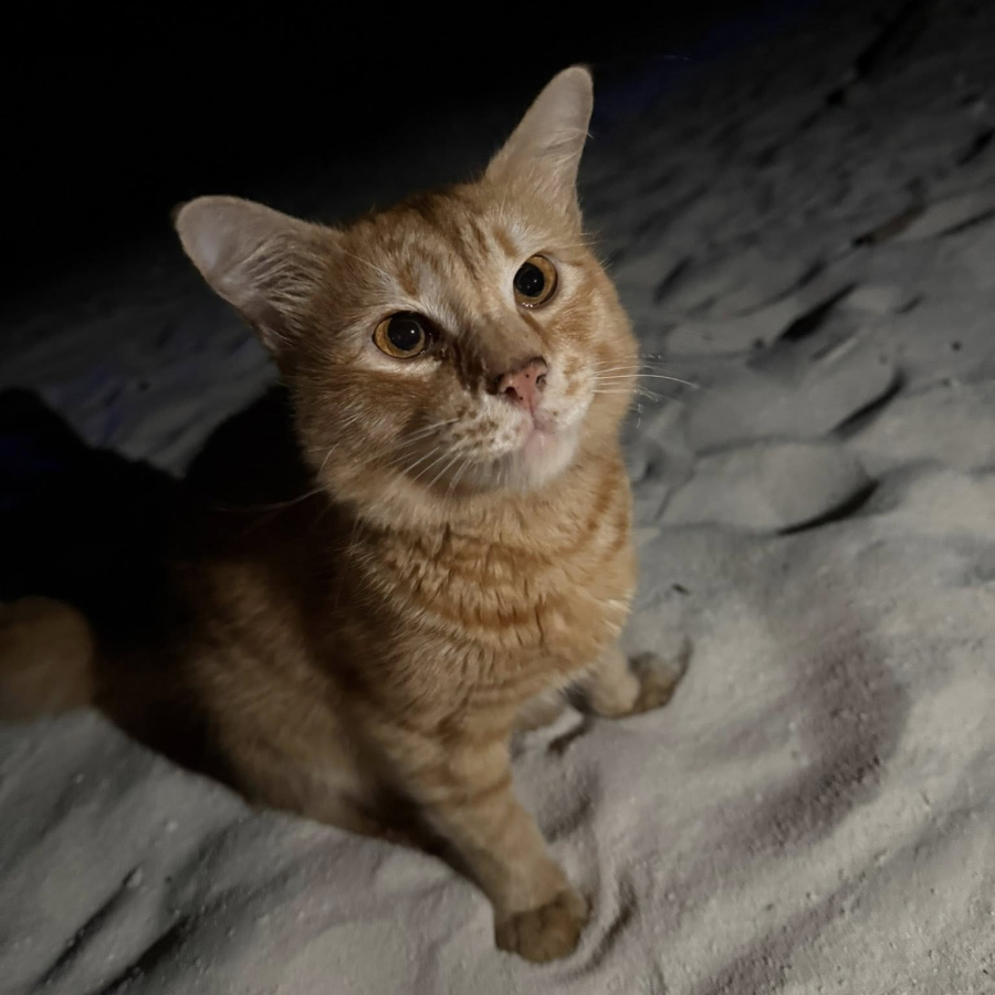 ފެންބޯ ފިނޮޅަށް ދޫކޮށްލާފައި އޮއްވައި ފެނުނު ބުޅަލުގެ ފޮޓޯ ސޯޝަލް މީޑިއާގައި އެންމެ ފުރަތަމަ އާންމުކުރި މީހާ ލާފައިވާ ފޮޓޯ.