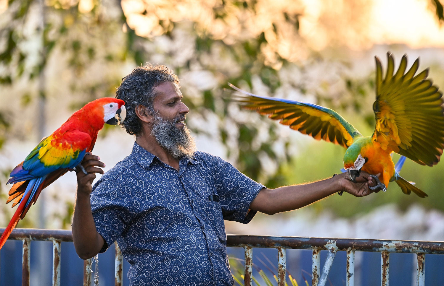 ގުރާ ގެންގުޅޭ މީހަކު، "މަކާއޯ" ތަކެއް ހިފައިގެން: ރާއްޖޭގައި އެކި ވައްތަރުގެ ދޫނި ގެންގުޅޭ މީހުންގެ އަދަދު އަންނަނީ އިތުރުވަމުން --- މިހާރު ފޮޓޯ/ފަޔާޒު މޫސާ