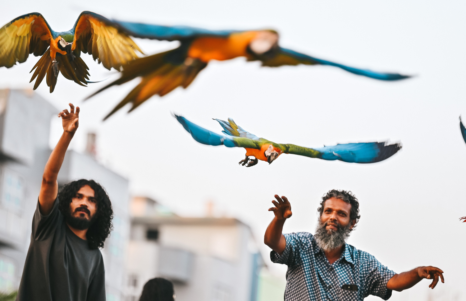 ގުރާ ގެންގުޅޭ މީހަކު، "މަކާއޯ" ތަކެއް ހިފައިގެން: ރާއްޖޭގައި އެކި ވައްތަރުގެ ދޫނި ގެންގުޅޭ މީހުންގެ އަދަދު އަންނަނީ އިތުރުވަމުން --- މިހާރު ފޮޓޯ/ފަޔާޒު މޫސާ