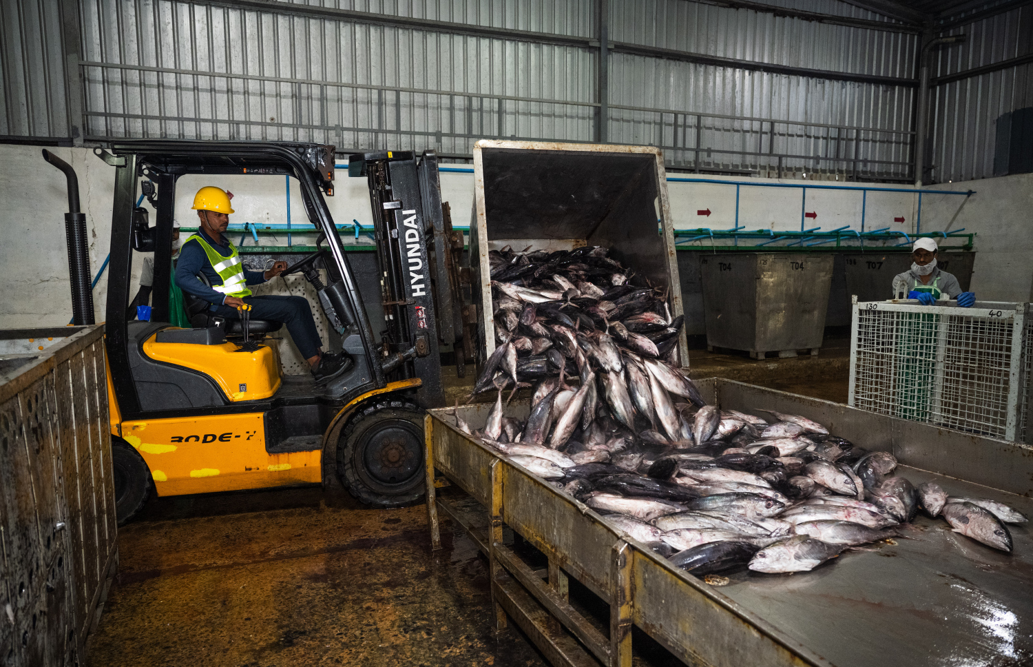 ފެލިވަރުގެ ކޯލްޑްސްޓޯރޭޖަށް މަސްތައް ބާލަނީ.---ފޮޓޯ: ނިޝާން އަލީ| މިހާރު