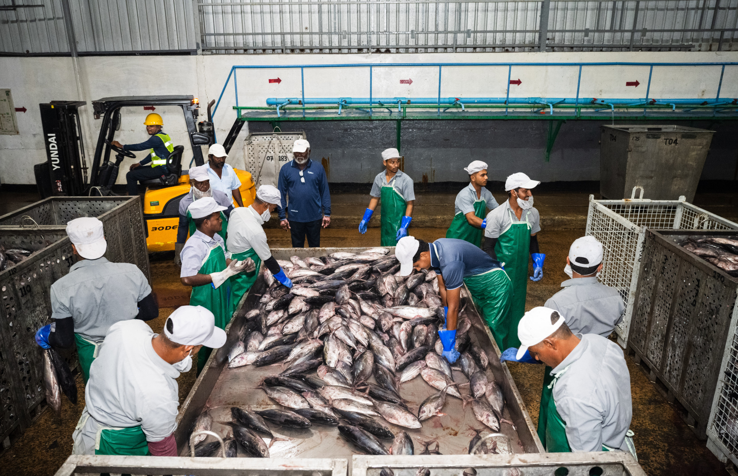 ފެލިވަރު ކޯލްޑްސްޓޯރޭޖަށް ގެންދިޔަ މަސްތައް ކިލޯއިން ވަކިކުރާއިރު އެކަން ކުރާ ގޮތް ހާދީބެ ބަލަނީ.---ފޮޓޯ: ނިޝާން އަލީ| މިހާރު