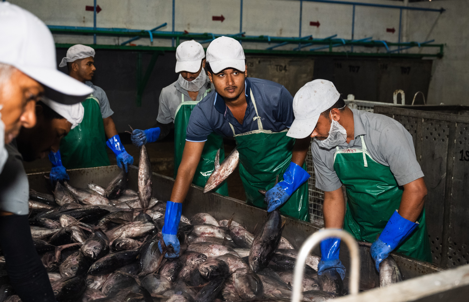 MIFCO to purchase 1 kg skipjack tuna at MVR 18.50