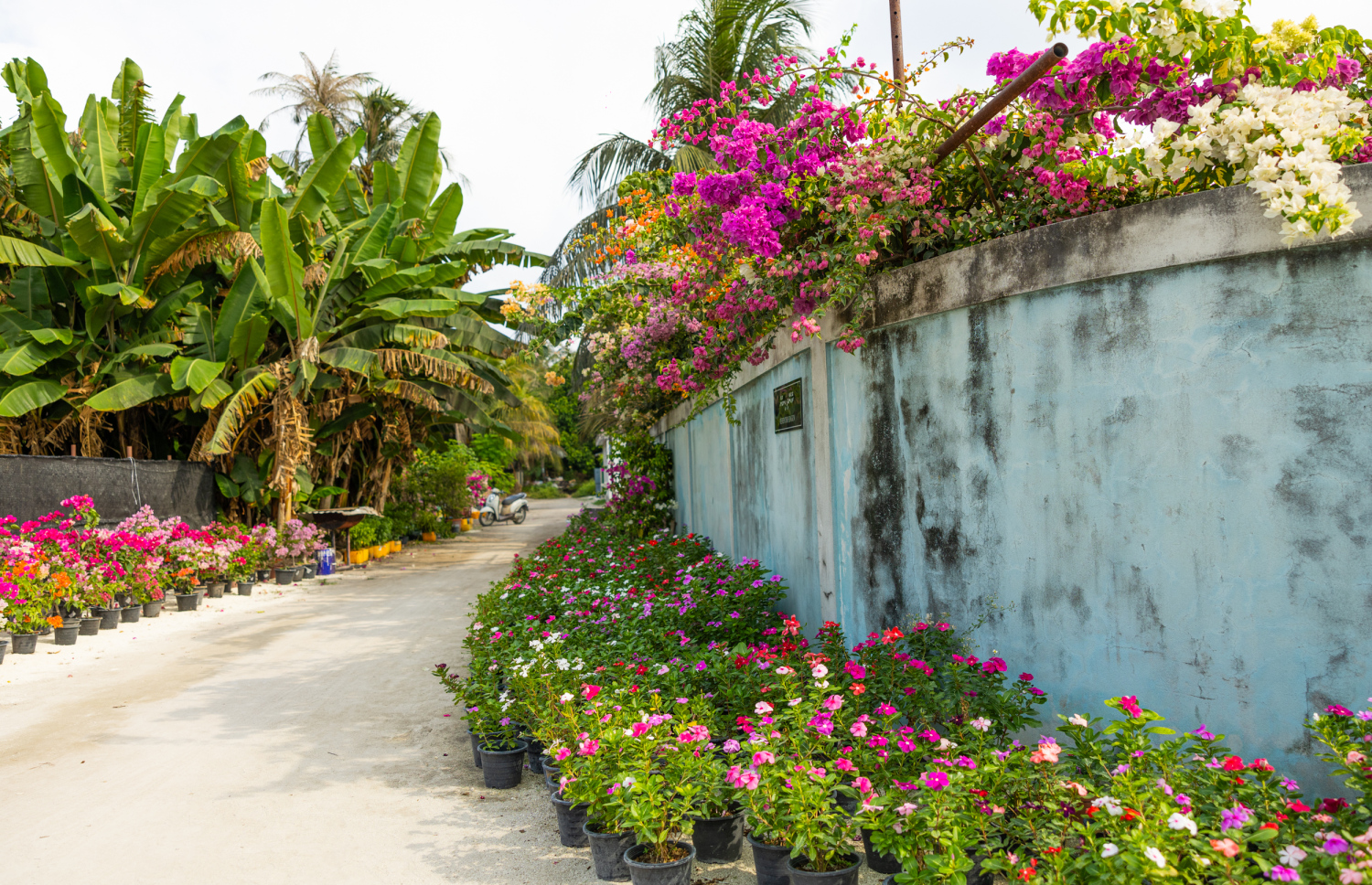 ސަމީރުބެ ކުއްޔަށް ނަގާފައިވާ ބިމެއްގެ ވަށައިގެން ވެސް ގަސްތައް ހައްދާފައި. -- ފޮޓޯ: އަހްމަދު އަޒާން | މިހާރު