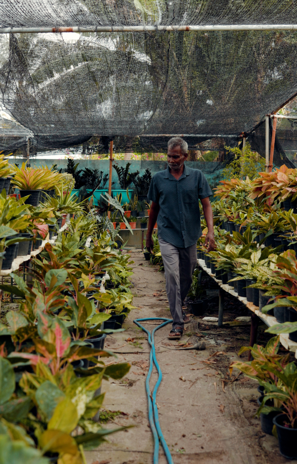 ސަމީރުބެ ގަސްތަކުގެ ތެރޭގައި: ތިން ބިމެއްގައި 15،000 އަށް ވުރެ ގިނަ ގަސް ހައްދާފައި އެބަހުރި. -- ފޮޓޯ: އަހްމަދު އަޒާން | މިހާރު