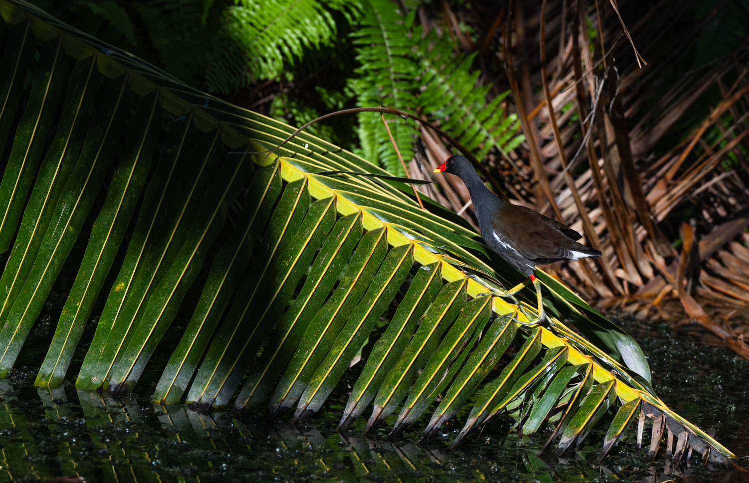 ފުވައްމުލަކު ބަންޑާރަކިޅީގައި އުޅޭ ވަލު ކުކުޅު: މިއީ ރާއްޖޭގެ އެންމެ ބޮޑު ކިޅި.-- ފޮޓޯ: ނިޝާން އަލީ | މިހާރު