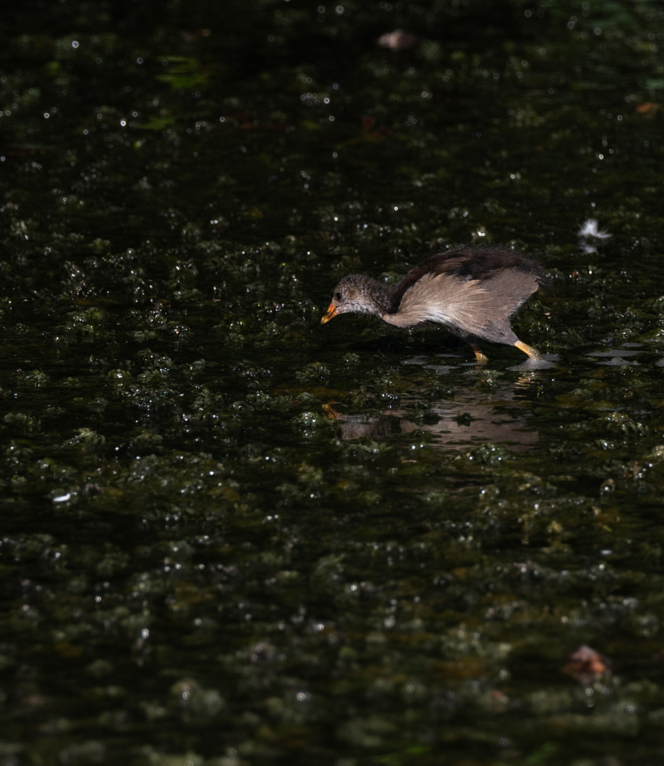 ފުވައްމުލަކު ބަންޑާރަ ކިޅީގައި އުޅޭ ދޫންޏެއް.-- ފޮޓޯ: ނިޝާން އަލީ | މިހާރު