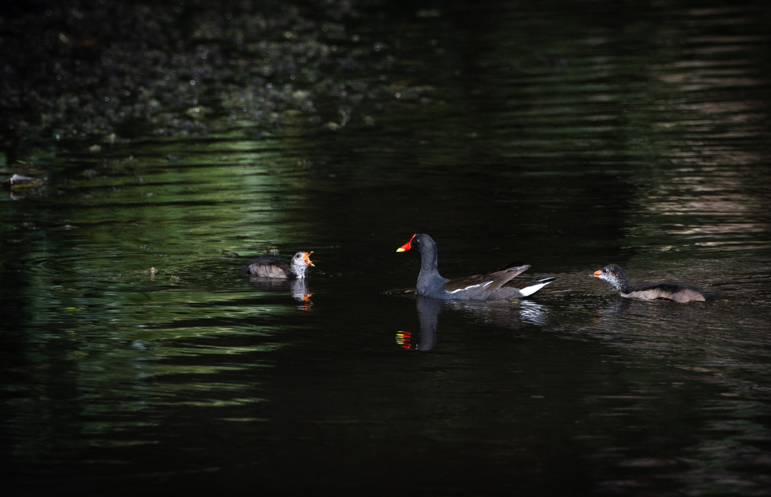 ފުވައްމުލަކު ބަންޑާރަކިޅީގައި އުޅޭ ވަލު ކުކުޅުތަކެއް.-- ފޮޓޯ: ނިޝާން އަލީ | މިހާރު