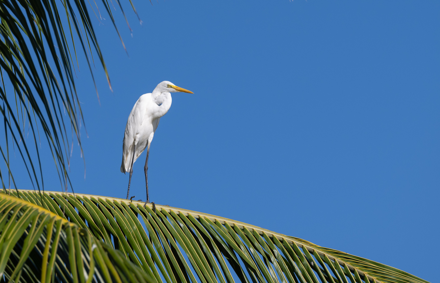 ފުވައްމުލަކު ބަންޑާރަ ކިޅީގައި އުޅޭ އިރުވާހުދު ،މީ ދިވެހިރާއްޖޭގައި ހިމާޔަތް ކުރެވިފައިވާ ދޫނިތަކުގެ ތެރެއިން ދޫންޏެއް.-- ފޮޓޯ: ނިޝާން އަލީ | މިހާރު