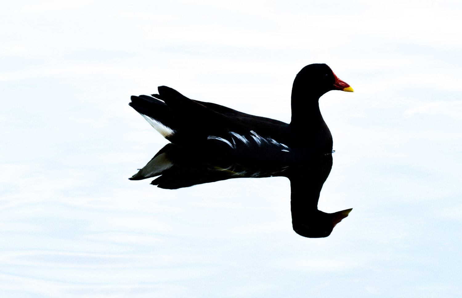 ފުވައްމުލަކު ބަންޑާރަކިޅީގައި އުޅޭ ވަލު ކުކުޅު.-- ފޮޓޯ: ނިޝާން އަލީ | މިހާރު