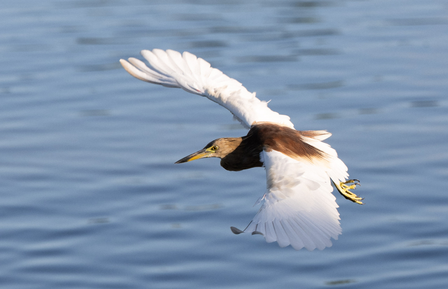 ފުވައްމުލަކު ބަންޑާރަ ކިޅީގައި އުޅޭ ރާބޮނދި،މީ ދިވެހިރާއްޖޭގައި ހިމާޔަތް ކުރެވިފައިވާ ދޫނިތަކުގެ ތެރެއިން ދޫންޏެއް.-- ފޮޓޯ: ނިޝާން އަލީ | މިހާރު