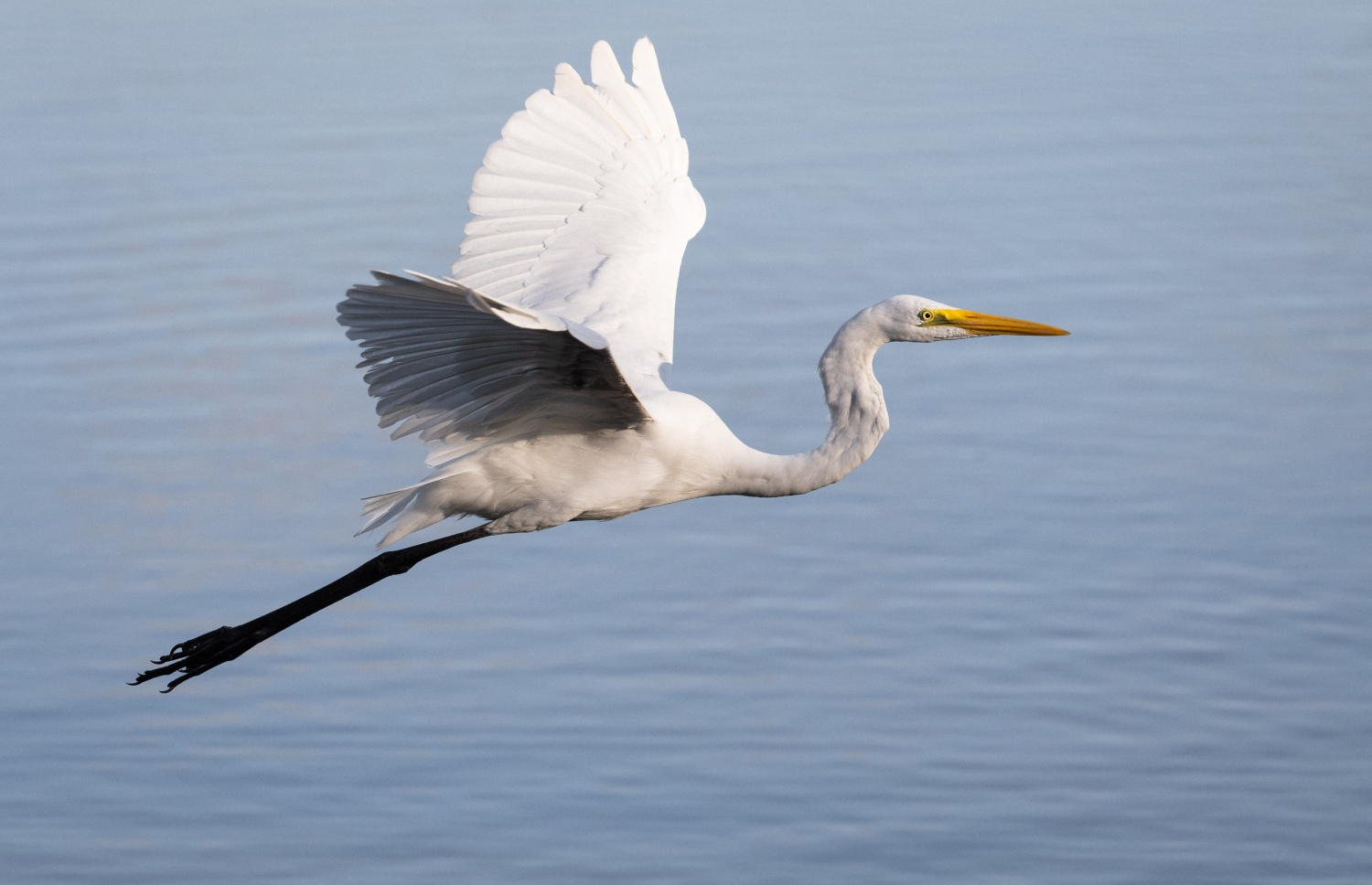 ފުވައްމުލަކު ބަންޑާރަ ކިޅީގައި އުޅޭ އިރުވާހުދު ،މީ ދިވެހިރާއްޖޭގައި ހިމާޔަތް ކުރެވިފައިވާ ދޫނިތަކުގެ ތެރެއިން ދޫންޏެއް.-- ފޮޓޯ: ނިޝާން އަލީ | މިހާރު