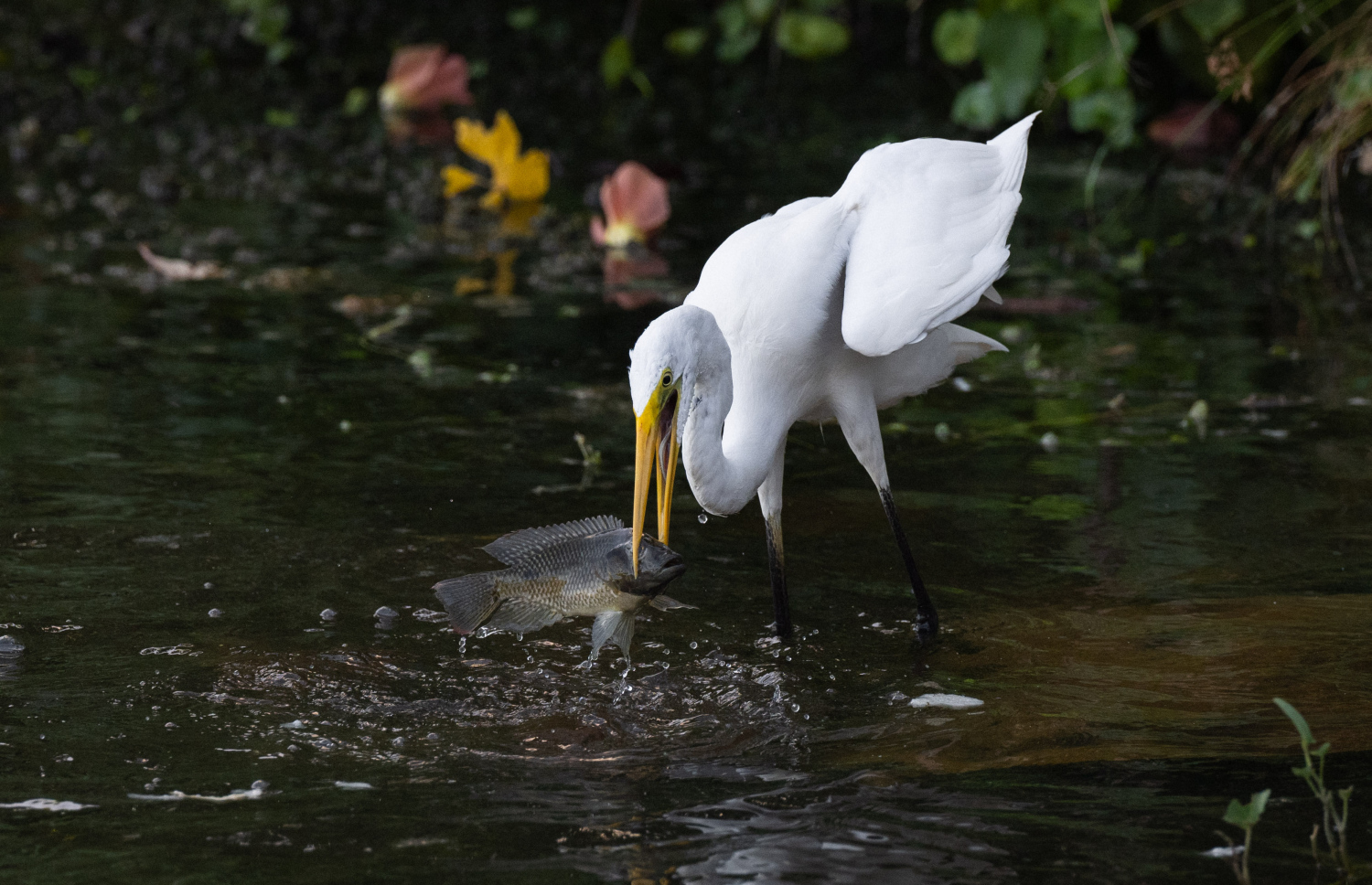 ފުވައްމުލަކުގެ ބަންޑާރަކިޅީގައި އުޅޭ އިރުވައިހުދު މަސްކަނީ: މިއީ ރާއްޖޭގައި ހިމާޔަތް ކޮށްފައިވާ ދޫނިތަކުގެ ތެރެއިން ދޫންޏެއް.--- ފޮޓޯ: ނިޝާން އަލީ | މިހާރު