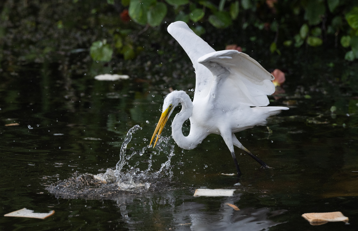 ފުވައްމުލަކު ބަންޑާރަކިޅީގައި އުޅޭ އިރުވައިހުދު މަސްކަނީ: މިއީ ރާއްޖޭގައި ހިމާޔަތް ކޮށްފައިވާ ދޫނިތަކުގެ ތެރެއިން ދޫންޏެއް.-- ފޮޓޯ: ނިޝާން އަލީ | މިހާރު