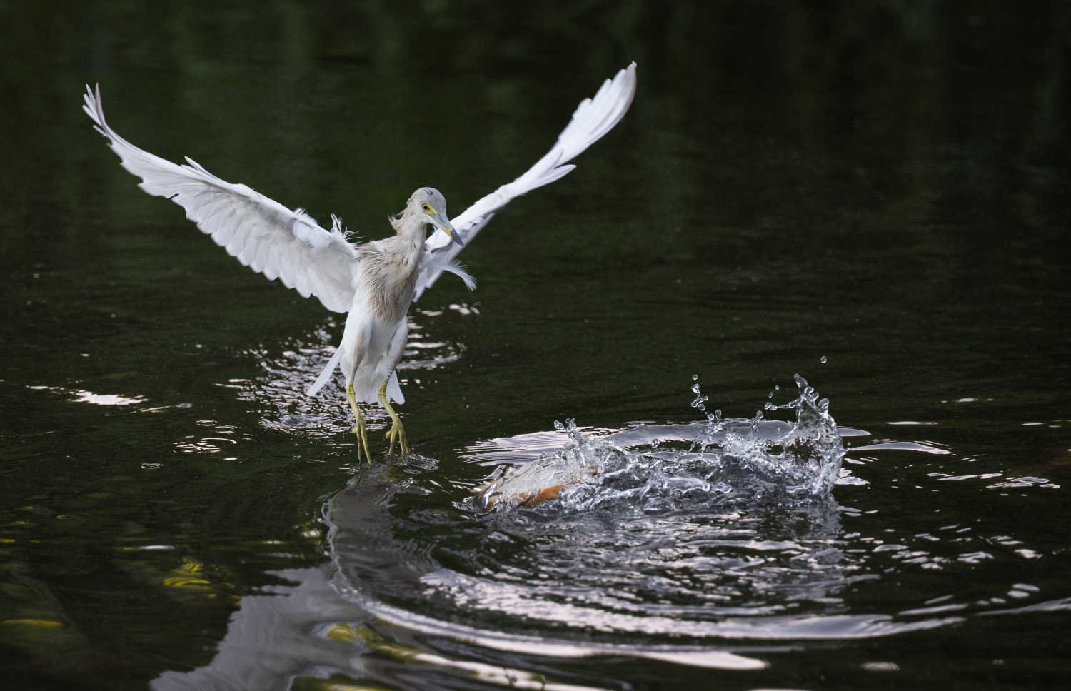 ފުވައްމުލަކު ބަންޑާރަކިޅީގައި އުޅޭ ރާބޮނދި މަސް ހިފަނީ: މީ ދިވެހިރާއްޖޭގައި ހިމާޔަތް ކުރެވިފައިވާ ދޫނިތަކުގެ ތެރެއިން ދޫންޏެއް.-- ފޮޓޯ: ނިޝާން އަލީ | މިހާރު