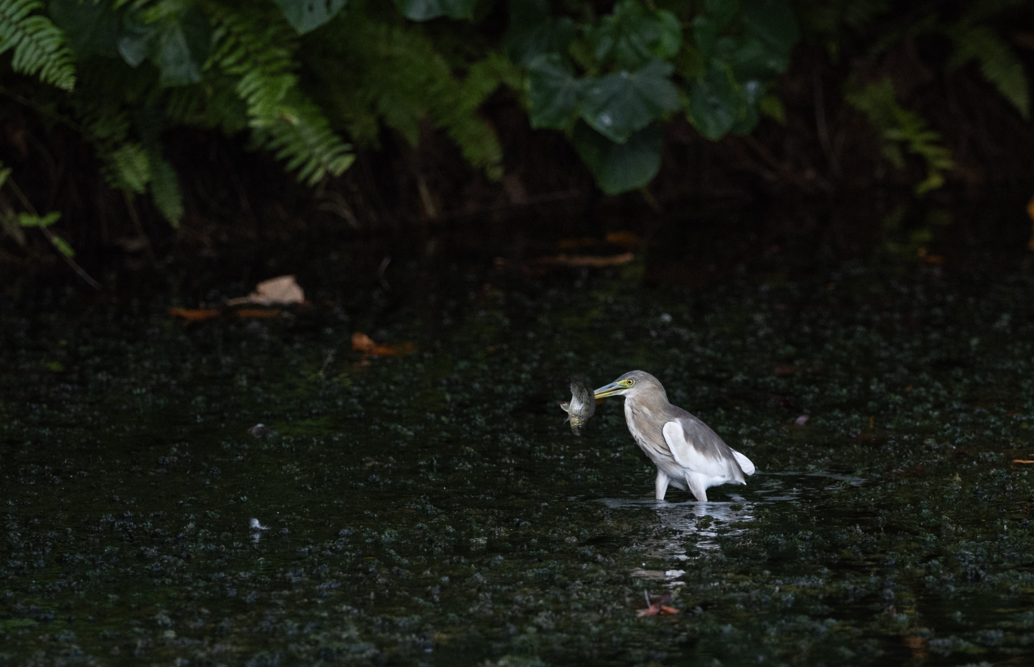 ފުވައްމުލަކު ބަންޑާރަ ކިޅީގައި އުޅޭ ރާބޮނދި މަސްކަނީ ،މީ ދިވެހިރާއްޖޭގައި ހިމާޔަތް ކުރެވިފައިވާ ދޫނިތަކުގެ ތެރެއިން ދޫންޏެއް.-- ފޮޓޯ: ނިޝާން އަލީ | މިހާރު