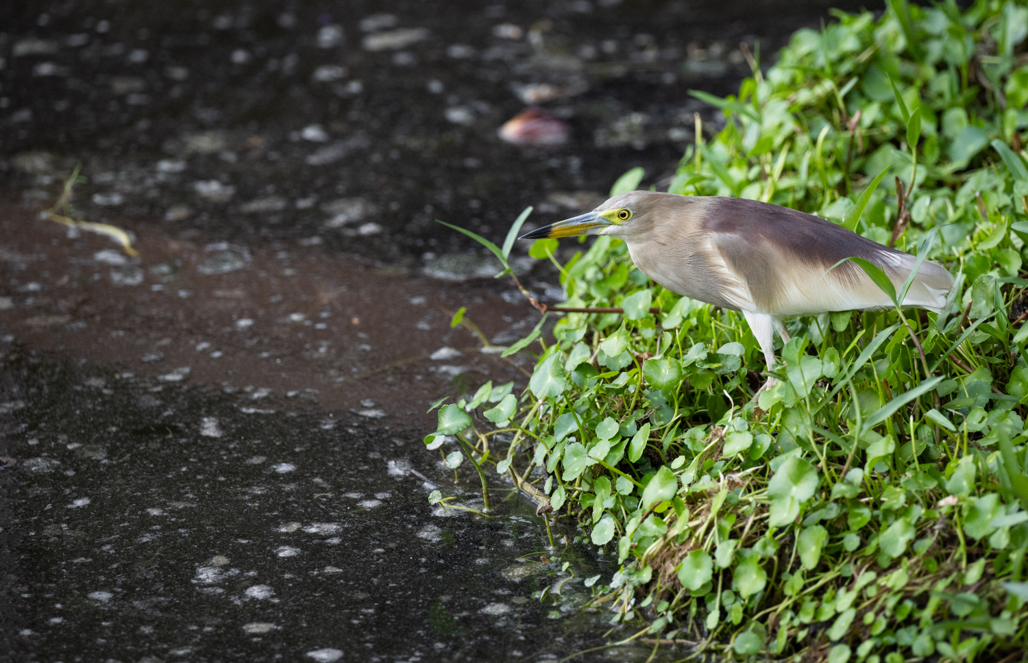 ފުވައްމުލަކު ބަންޑާރަކިޅި: މިއީ ރާއްޖޭގެ އެންމެ ބޮޑު ކިޅި.-- ފޮޓޯ: ނިޝާން އަލީ | މިހާރު