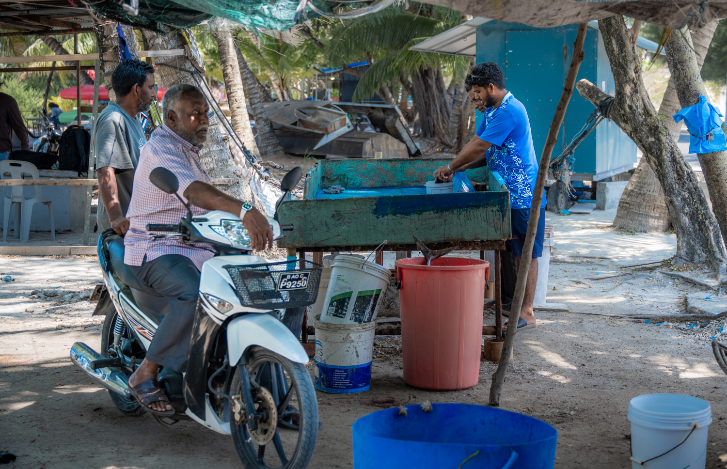 ބުޝްރީބެ މަސް ވިއްކުމުގެ މަސައްކަތް ކުރާ ސަރަހައްދު.---ފޮޓޯ: ނިޝާން އަލީ| މިހާރު