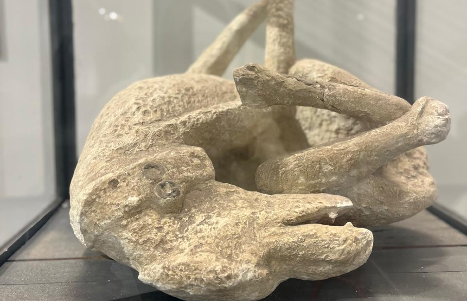 ޕޮމްޕޭއިން އާކިއޮލޮޖިސްޓުން ހޯދި ކުއްތާއެއްގެ ހަށިގަނޑު -- ފޮޓޯ: މިހާރު