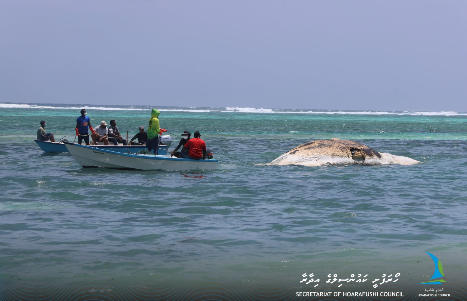 ހޯރަފުށީ ފަރުމައްޗަށް ލައްގާފައި އޮތް ބޮޑުމަސް ކަފުޖަހައިގެން އެއްގަމަށް އަރުވަނީ --- ފޮޓޯ/ހޯރަފުށީ ކައުންސިލް