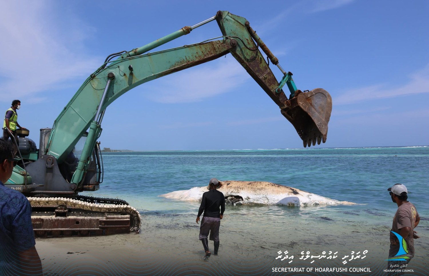 ހޯރަފުށީ ފަރުމައްޗަށް ލައްގާފައި އޮތް ބޮޑުމަސް މޫދުން ނަގައި ވަޅުލުމުގެ މަސައްކަތް ކުރަނީ --- ފޮޓޯ/ހޯރަފުށީ ކައުންސިލް