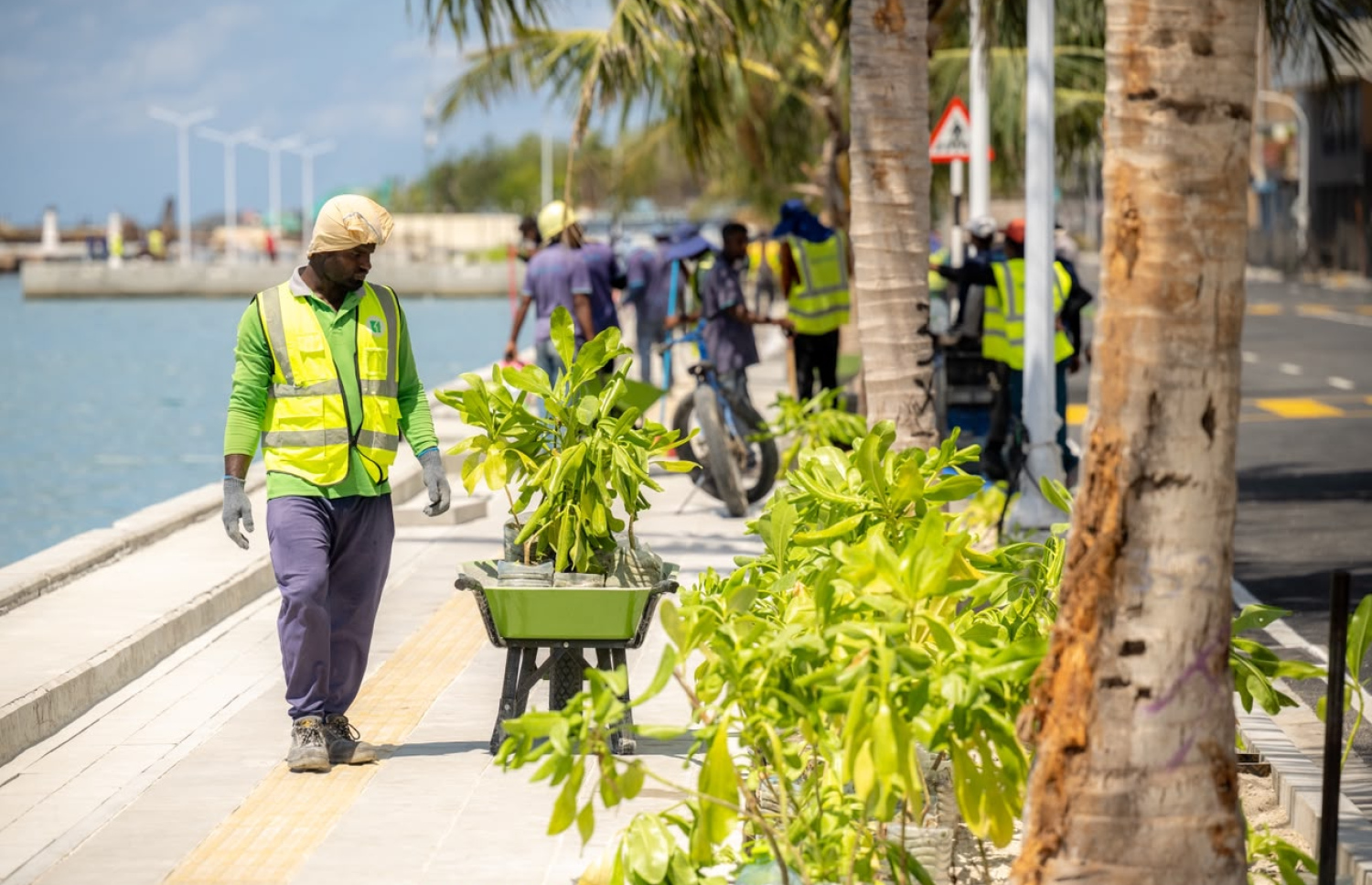 ބޮޑުތަކުރުފާނުމަގުގައި އަލަށް ހަދާ ބައި ދިވެހި ރުކާއި މަގޫ ގަސް އިންދަނީ.-- ފޮޓޯ: ނިޝާން އަލީ | މިހާރު