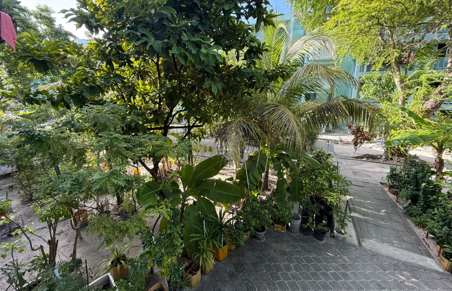 ހިނގާ މީޙުންނަށް ވެސް އުނދަގޫވާ ގޮތަށް ފްލެޓެއްގެ ކައިރީގައި ގަސް ހައްދާފައި.-- ފޮޓޯ: މިހާރު