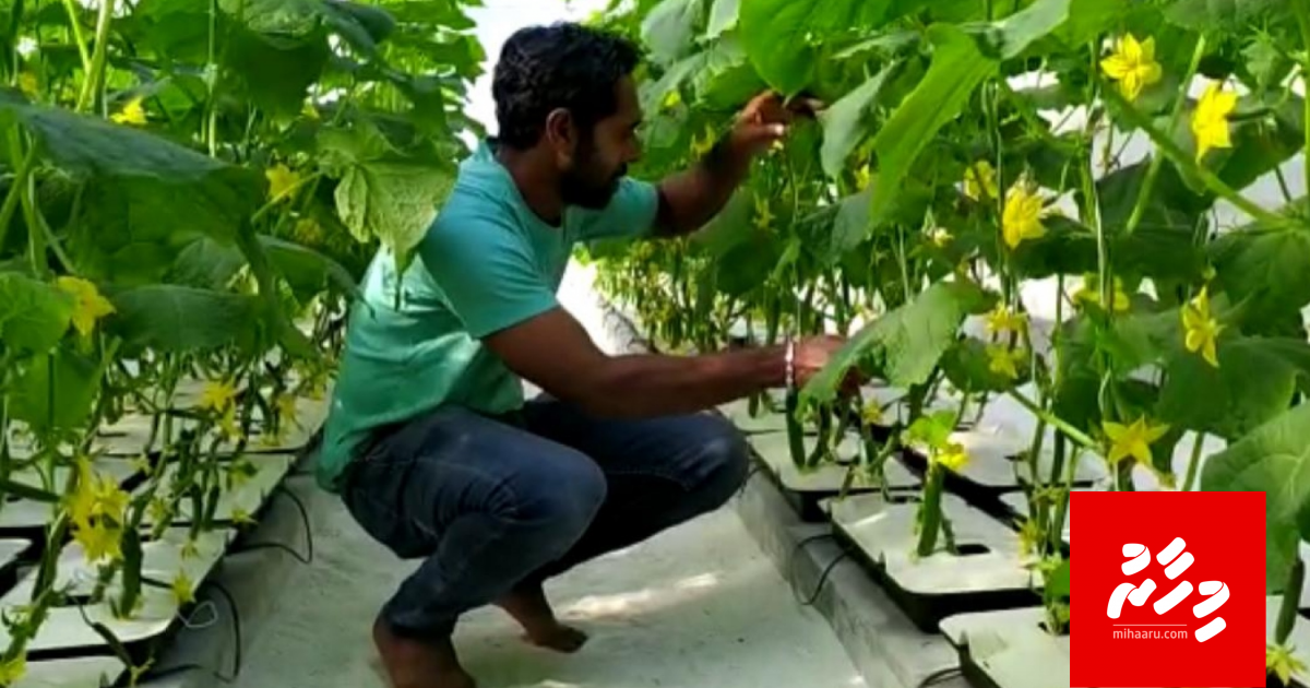 އެނބުރެމުން ގޮސް ދަނޑަށް، މިހާރު އެއީ ޒުވާން ދަނޑުވެރިޔާ