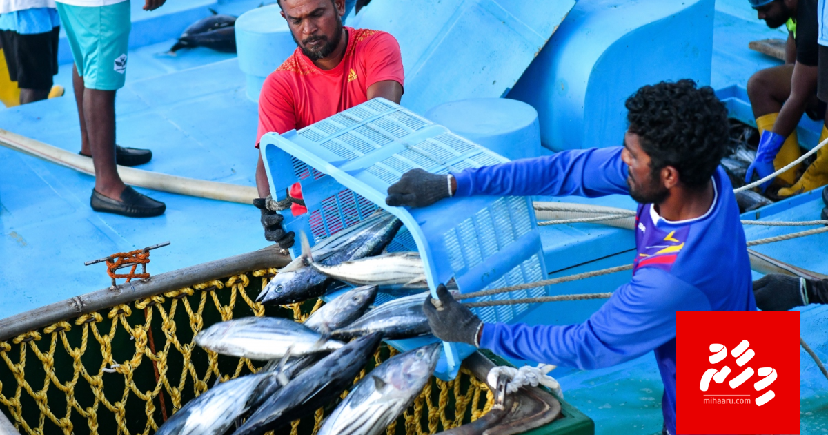 MIFCO ah 1 kilo ah vure baru mas 16 rf ge rate inn gannan fashaifi